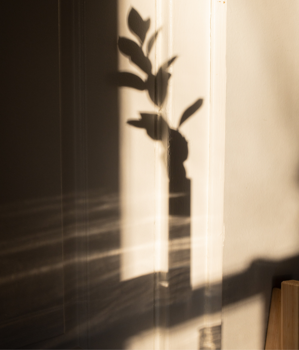 Der Schatten einer Pflanze im Raum